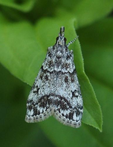 Réf. 184 459 : Eudonia lacustrata
